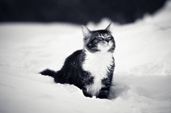 Котенок в снегу