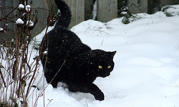 Зимние коты черные