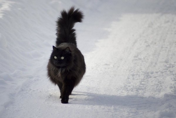 Черный кот зимой