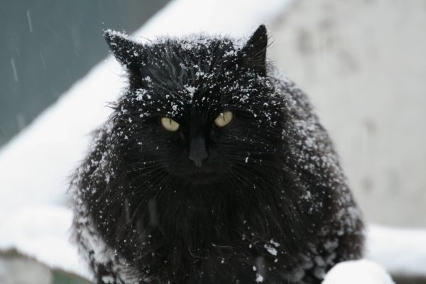 Черный кот зима