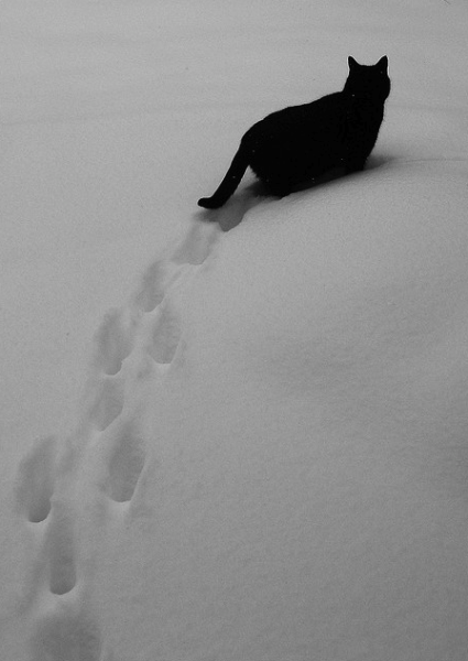 Черная кошка уходит