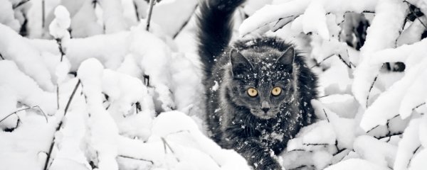 Кошки черно белые в снегу