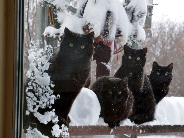 Кошка на окошке зимой