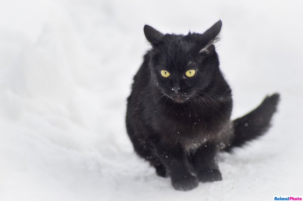 Черный кот зимой