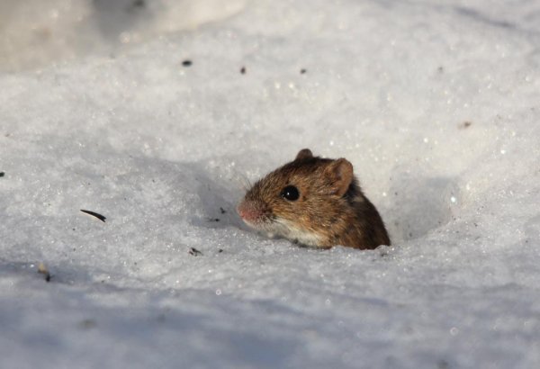 Полевка зимой