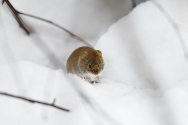 Мышь полевка зимой