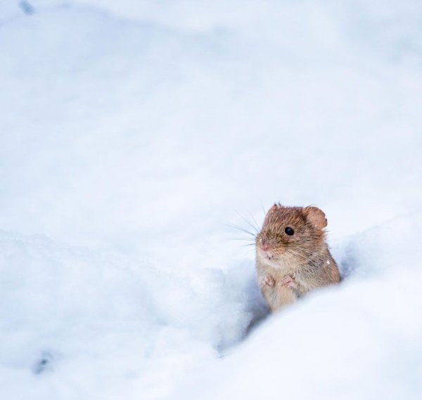 Снежная полевка