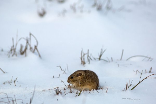 Полевка обыкновенная зимой