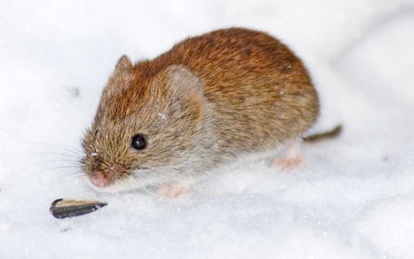 Сибирская красная полевка