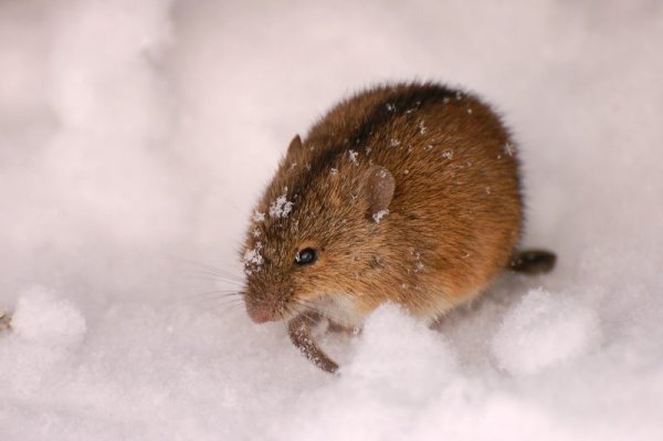 Полевка ранняя