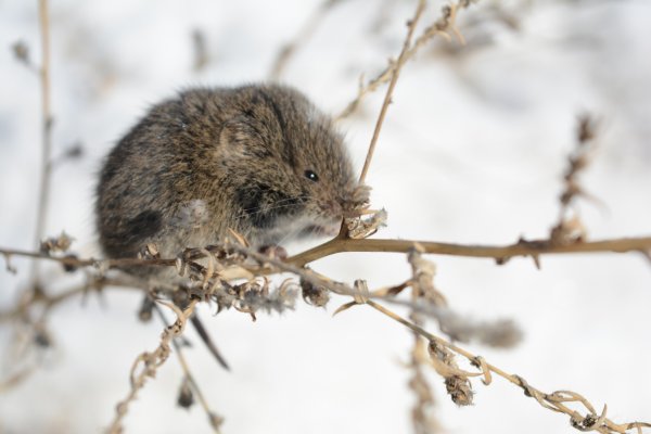Снеговая полёвка