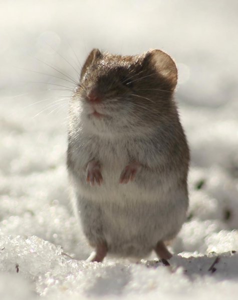 Рыжая полевка