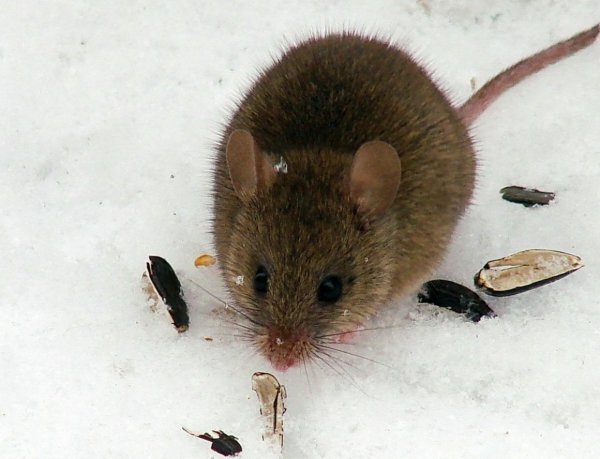 Мышь полевка с коротким хвостом