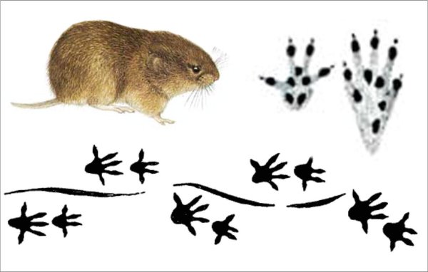 Следы мыши полевки