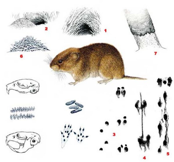 Следы на снегу мыши полевки