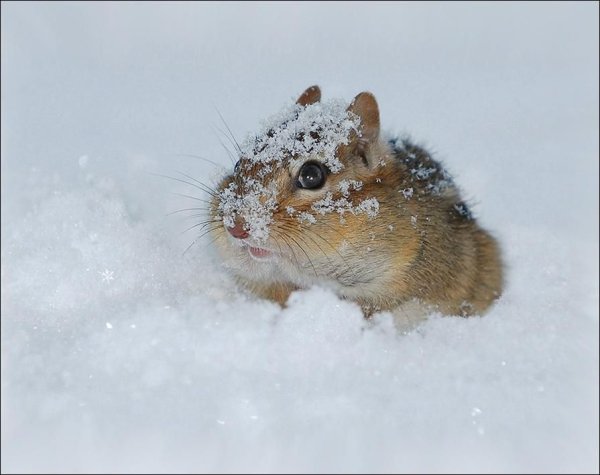 Мышь в снегу