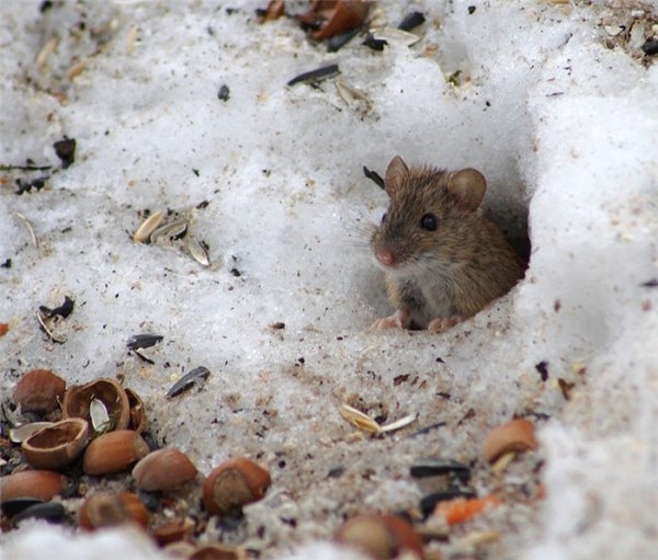 Мышка в норке зимой