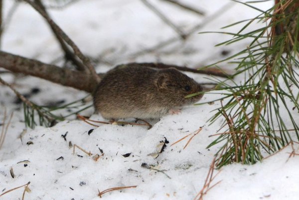 Полевка обыкновенная зимой