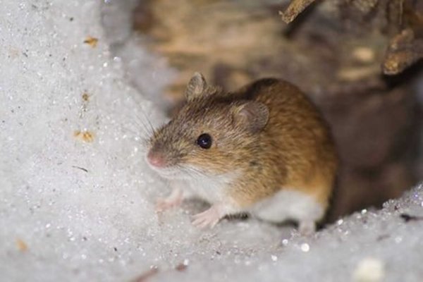 Мышь зимой