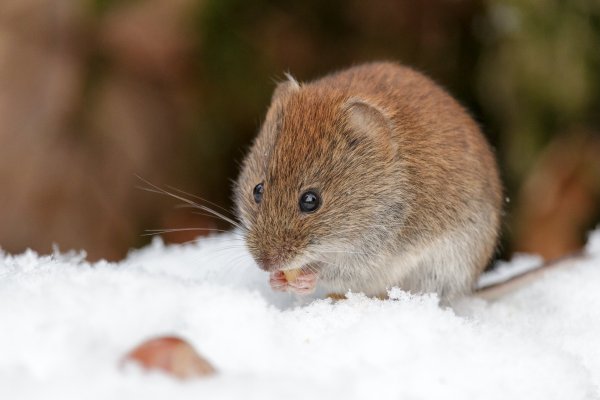 Красная Лесная полевка