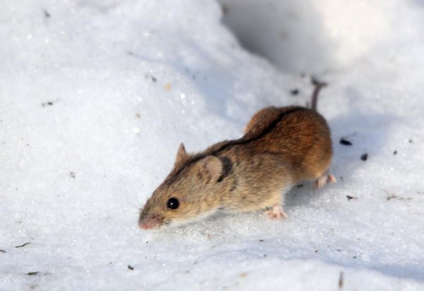 Мышь полевка