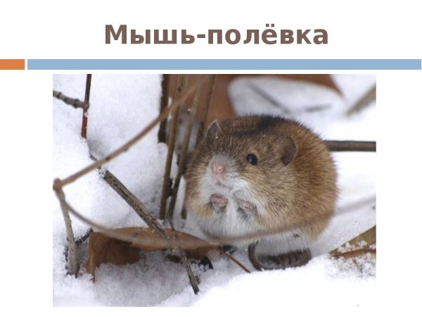 Полевка мышь полевка зимой
