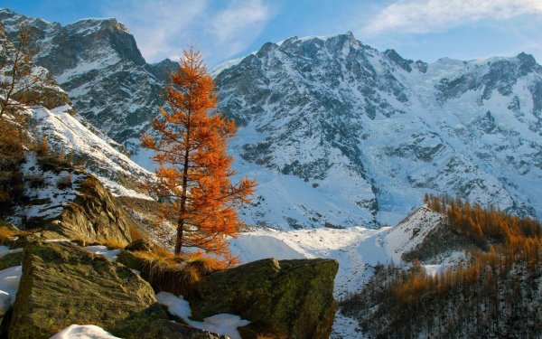 Домбай-горные деревья