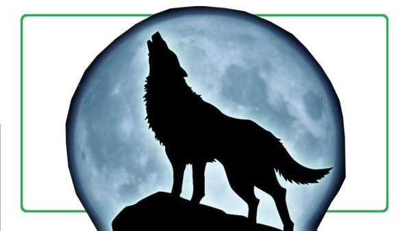 Волк воет на луну
