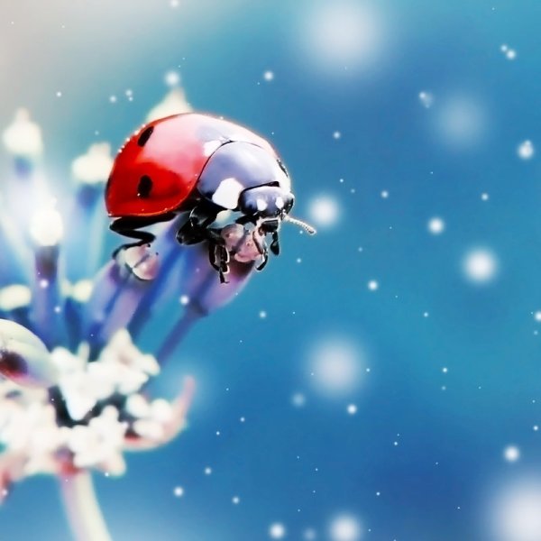 Божья коровка и снег