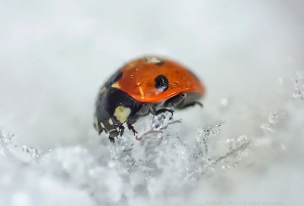 Божьи коровки зимуют