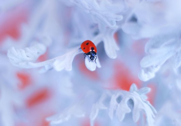 Божья коровка и снег