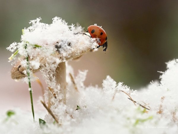 Божья коровка и снег
