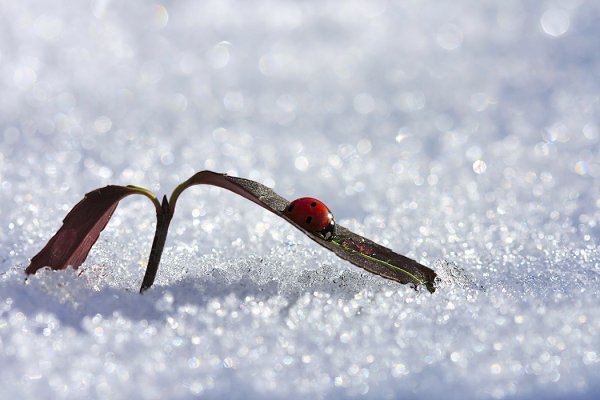 Божья коровка зимой