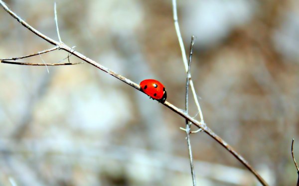 Божья коровка на веточке