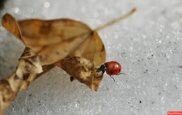 Божья коровка и снег