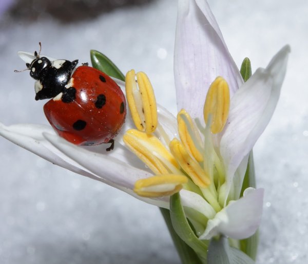 Божья коровка на подснежнике