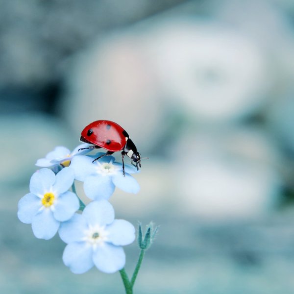 Божья коровка на цветкк