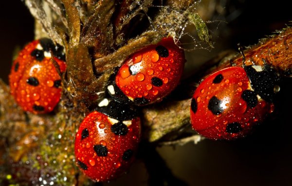 Нашествие Божьих коровок