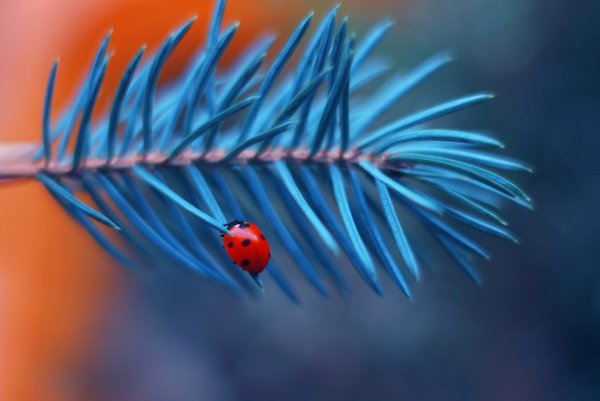 Божьи коровки