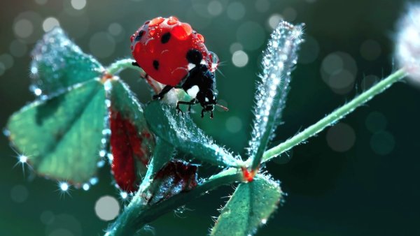 Клевер в росе с Божьей коровкой