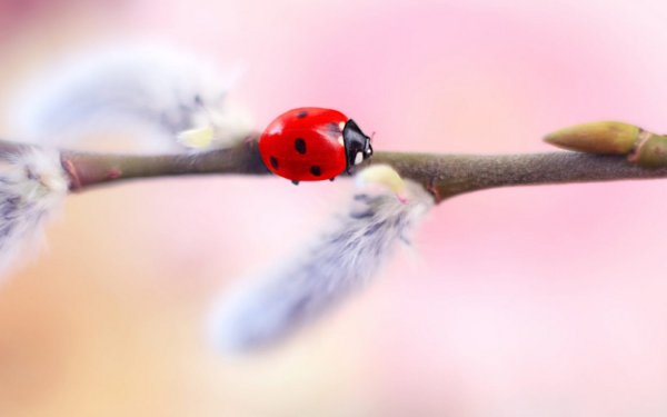 Верба и Божья коровка