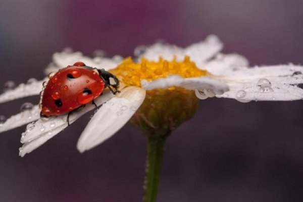 Ромашка Макросъемка