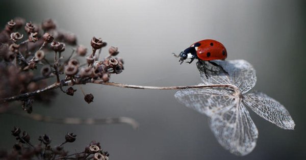 Художественное макро