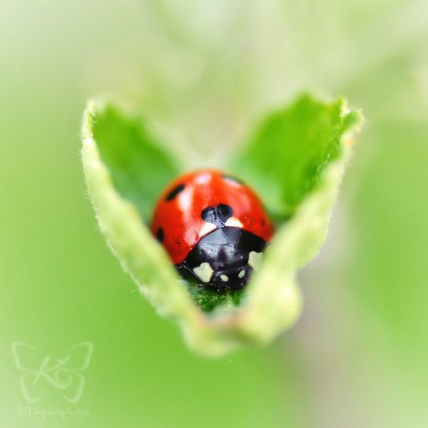 Божьи коровки дальнего Востока