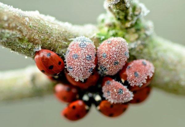 Зимовка Божьих коровок