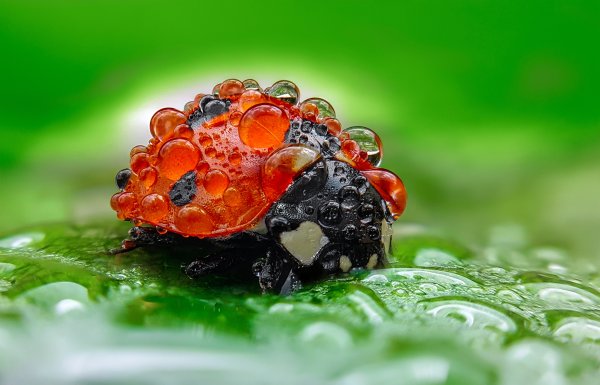 Божья коровка Макросъемка