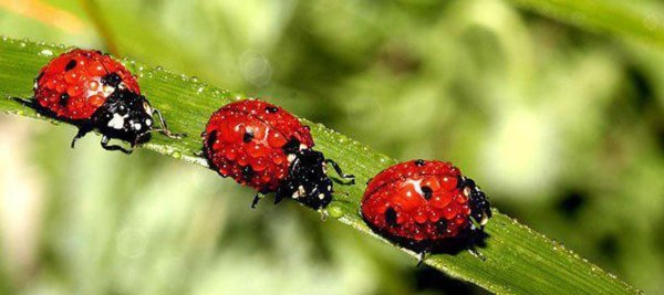 Животные защитники сада 2 класс окружающий мир