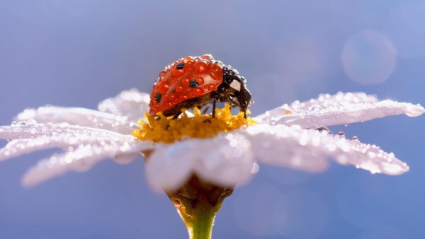 Божья коровка на ромашке