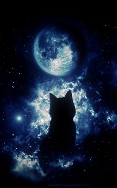 Кот и звездное небо