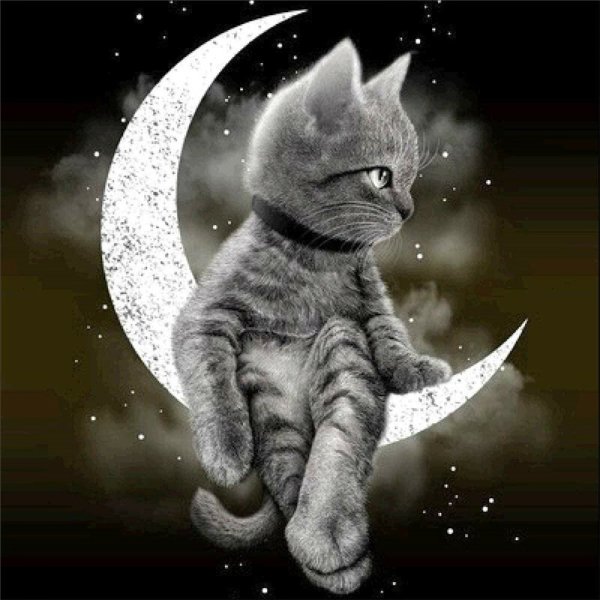 Кошка Луна